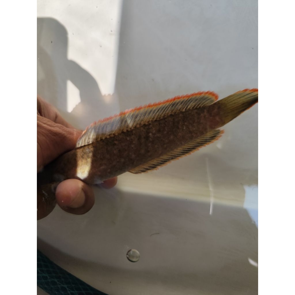 Channa limbata rim orange merah