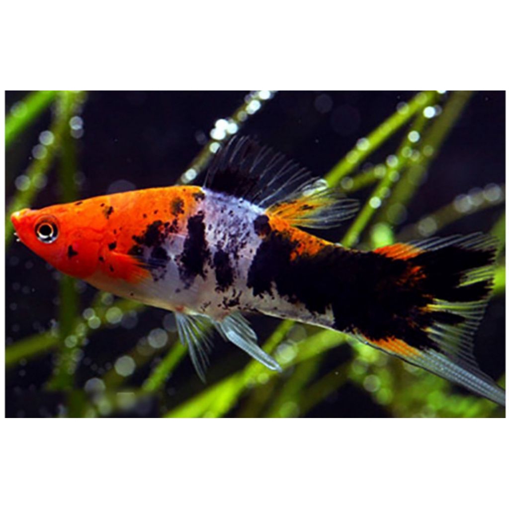 PLATY SANKE BESAR