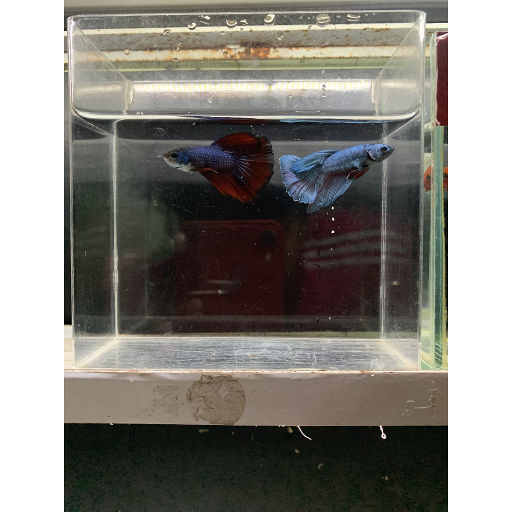 Ikan Cupang Halfmoon (HM) Male Cendolan Size M
