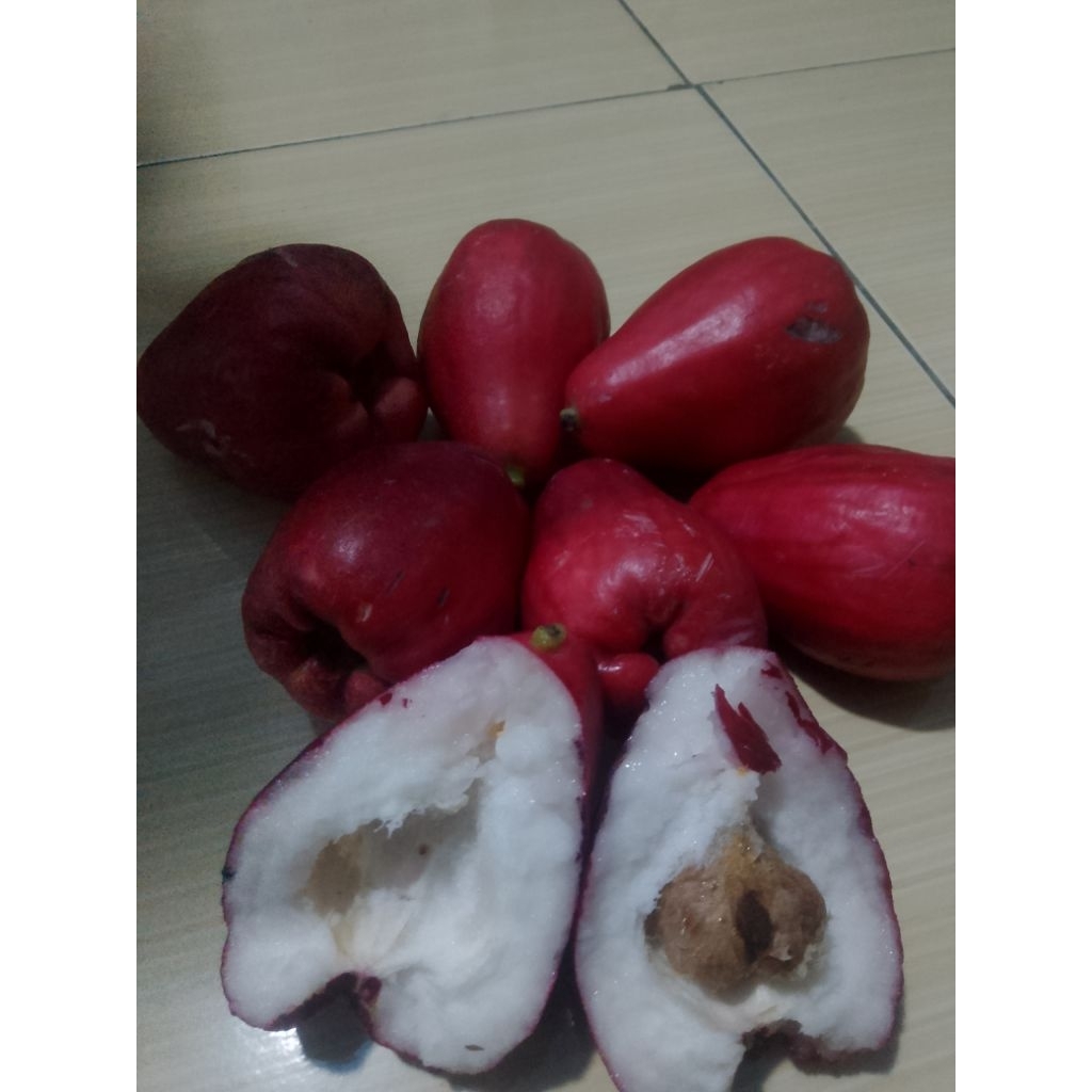 BUAH JAMBU JAMAIKA JAMBU BOL 1kg