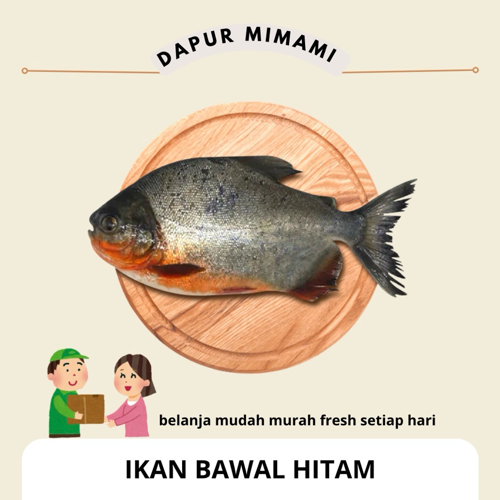 Ikan Bawal Hitam Fresh Bersih Sisik Jeroan / Bawal air tawar Segar Potong Harian / Bahan Bawal Bakar