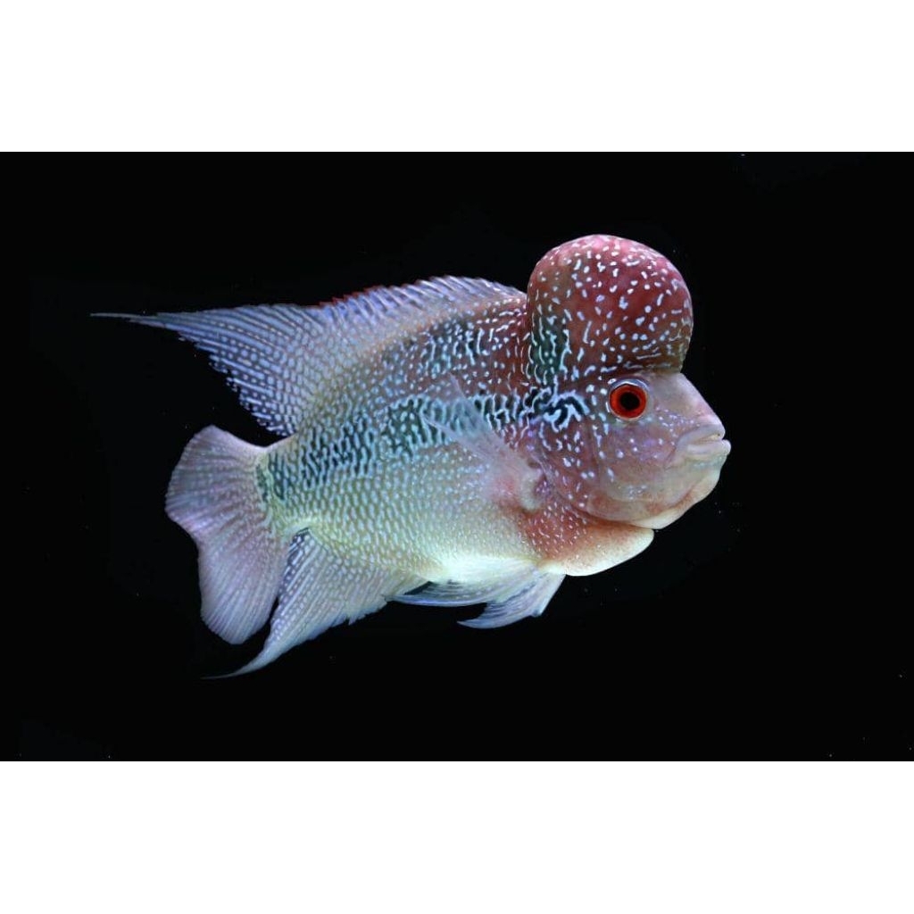 Ikan hias aquarium louhan srd
