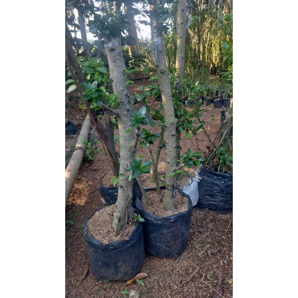 BONSAI TAMAN DOLAR MIKRO