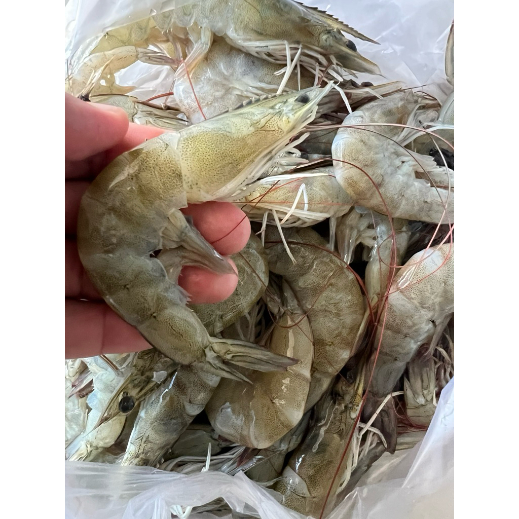 Udang Windu Jumbo 340 gr ready stock