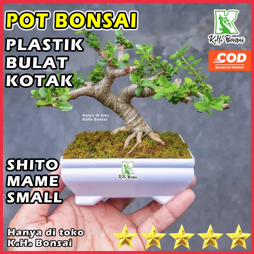 Pot Bonsai Shito Pot Bonsai Mame Pot Bonsai Plastik Pot Bonsai Mini Pot Bonsai Aesthetic Pot Bonsai 