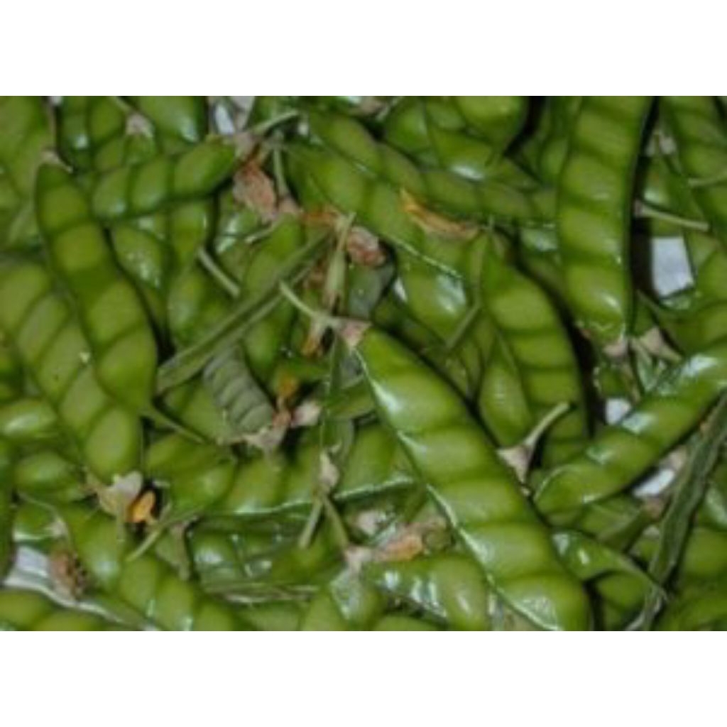 sayur gude/kacang gude