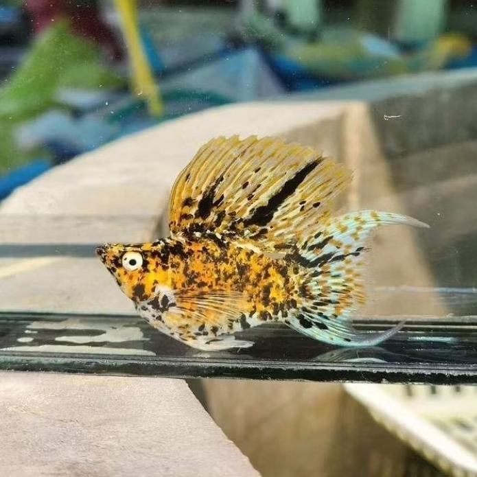 Molly Calico Merpati Balon Hiasan Akuarium