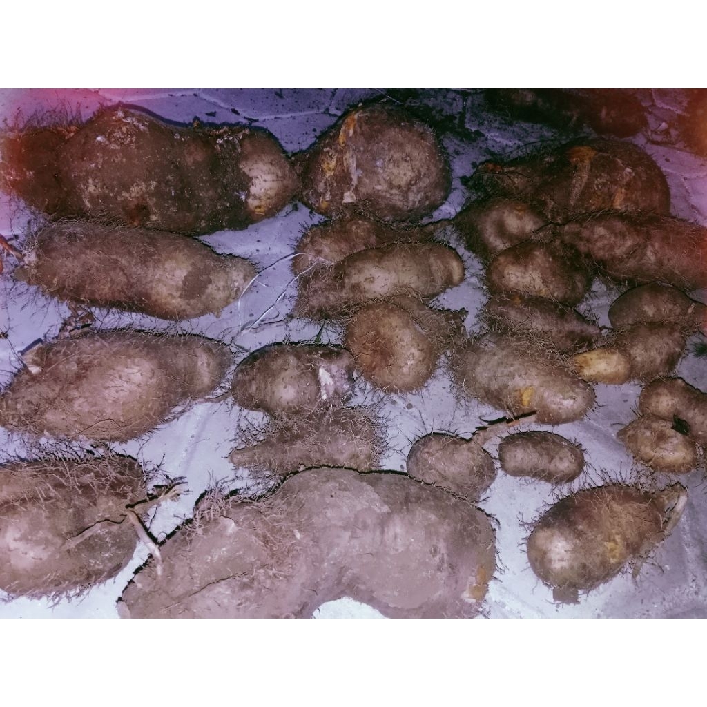 Ubi Gembili 1kg