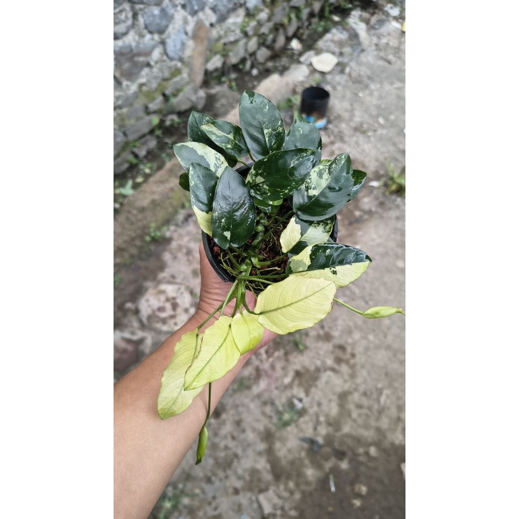 anubias panda mp