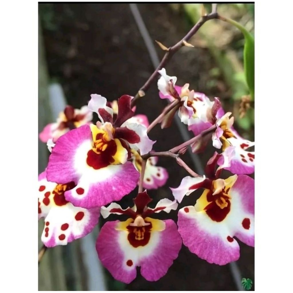 Tanaman Hias Anggrek Cymbidium - Cymbidium Bunga Totol Pink