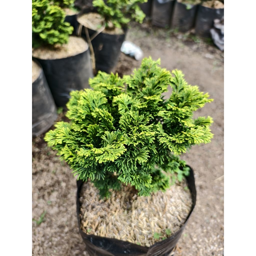 Bonsai Cemara Hinoki Golden Japan Cemara inoki kuning ORIGINAL UKURAN BESAR