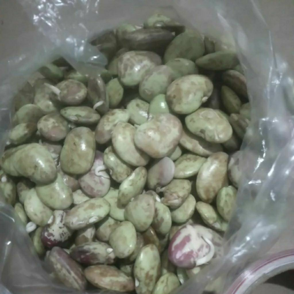KACANG KORO HIJAU MENTAH SEGAR