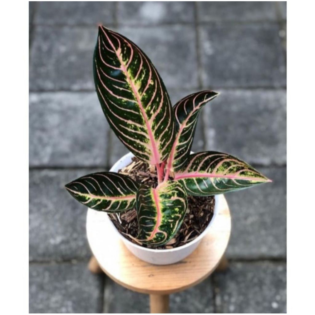 Aglonema Red Sumatra Ukuran Remaja - Tanaman Hias Aglonema