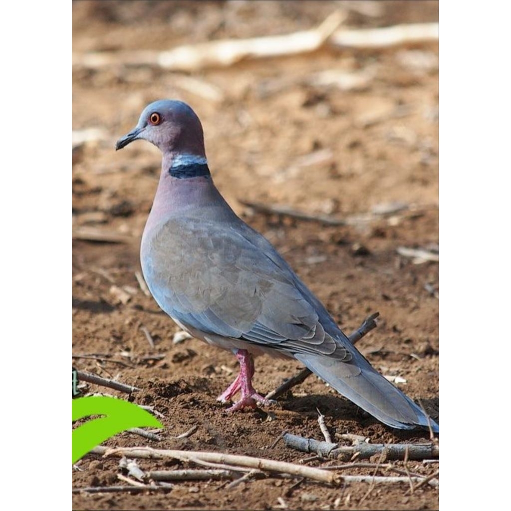BURUNG PUTER GENI JANTAN PILIHAN BUKAN TEKUKUR ATAU PELUNG