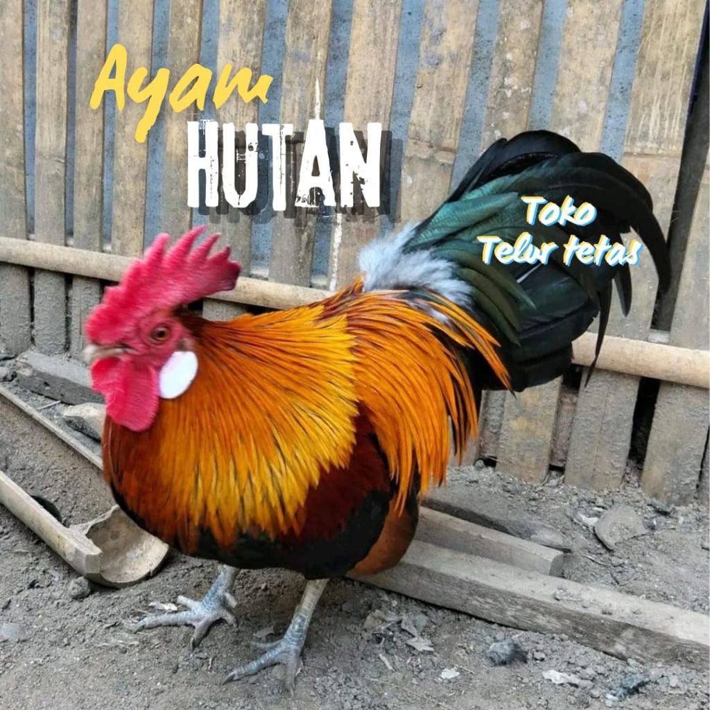 TELUR AYAM HUTAN ASLI MERAH SUMATRA UNTUK DITETASKAN