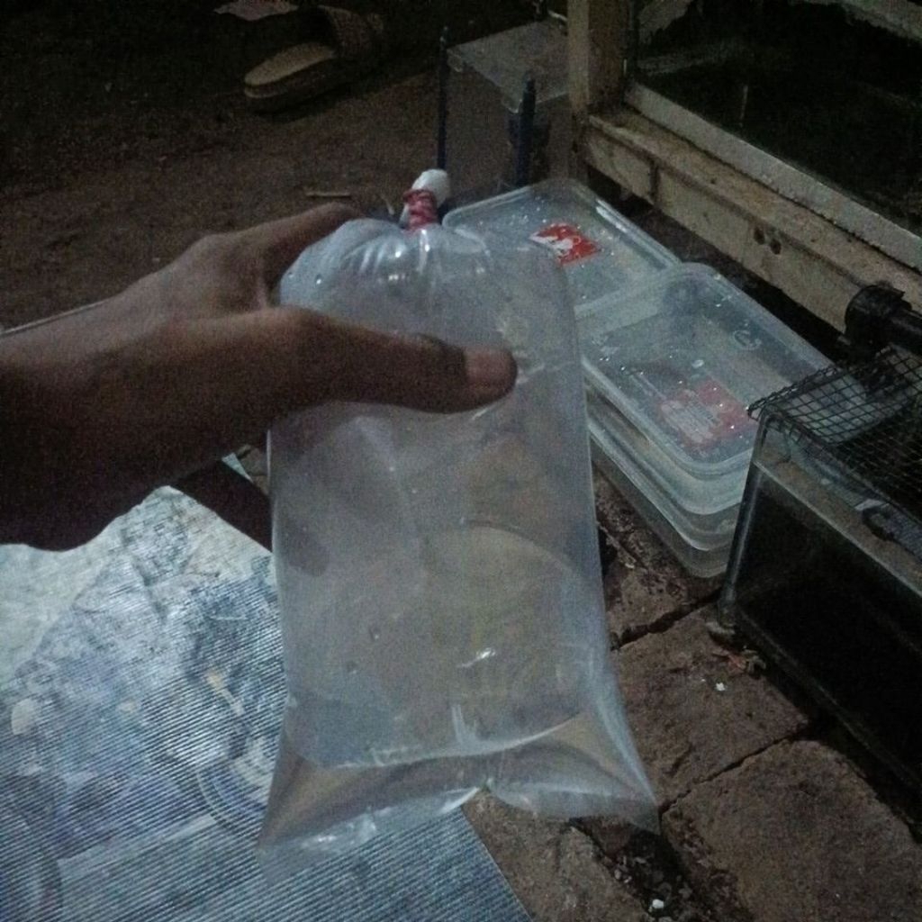 Ketapang cair baby limbata