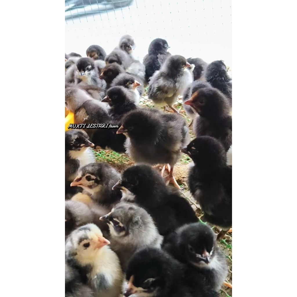 DOC JOPER KAMPUNG-BIBIT ANAK AYAM KAMPUNG