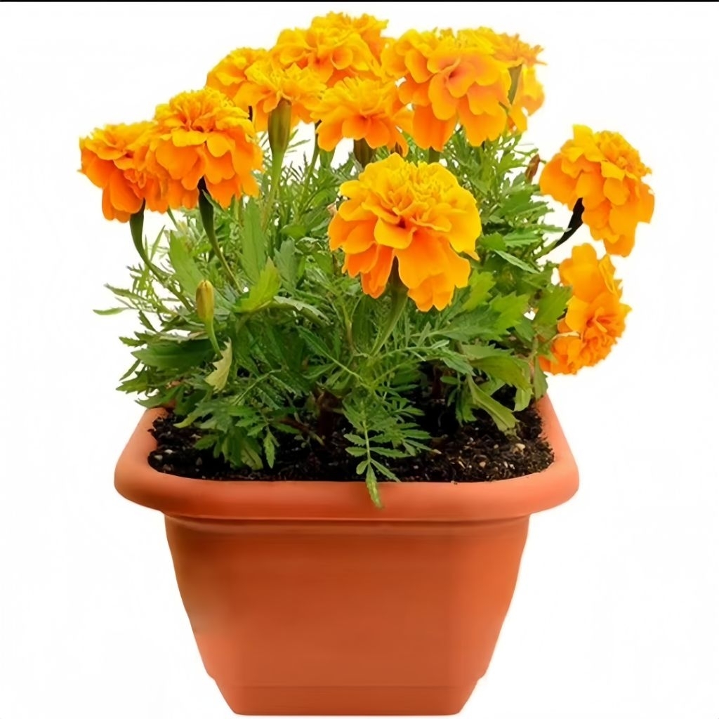 15 Biji Benih Bunga French Prancis Marigold Benih Bunga Marigold Mix