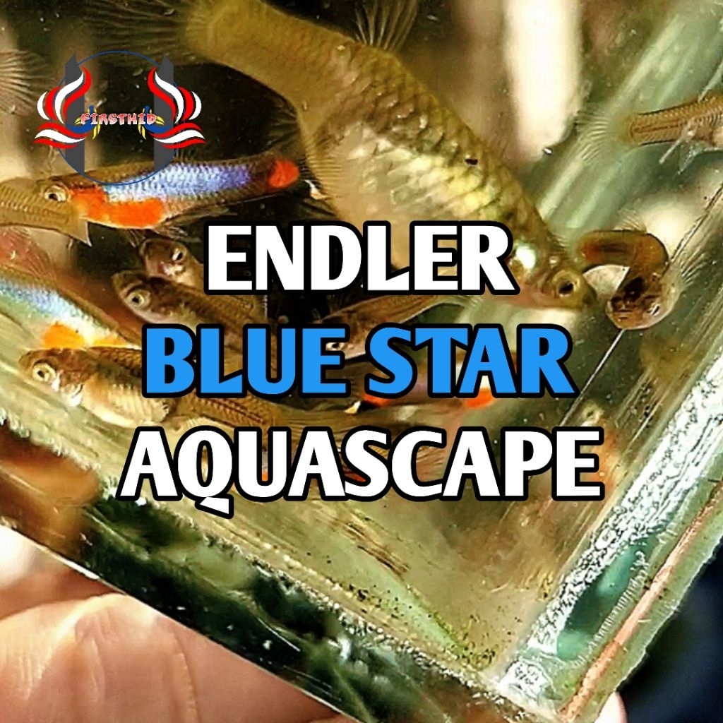 (1 P) ENDLER Blue Star penghias kolam ruangan aksesoris akuarium aquascape hybrid guppy terbaru