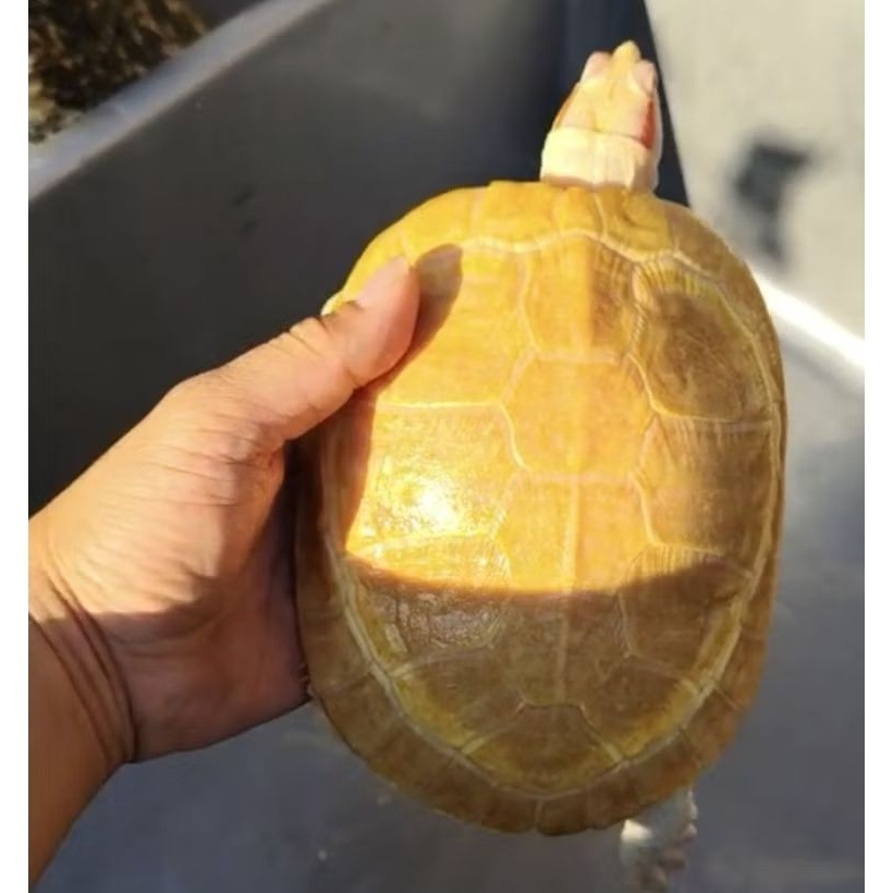 Makanan Pakan Pelet Ikan Kura Kura Brazil Al Bino Res Bino Indukan Betina Red Ear Slider Turtle Ukur