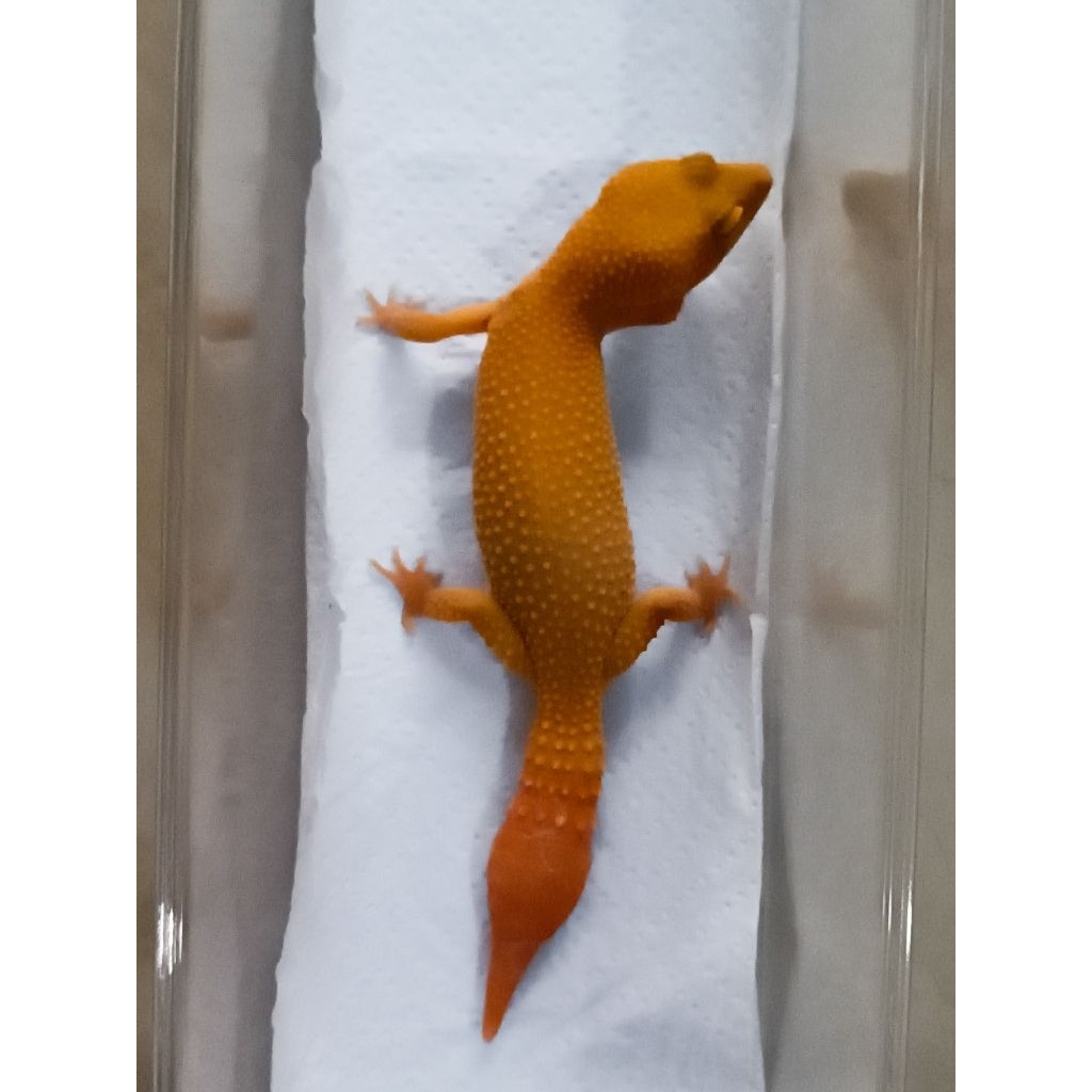 MAINAN GECKO SUNGLOW TOMATO ADULT
