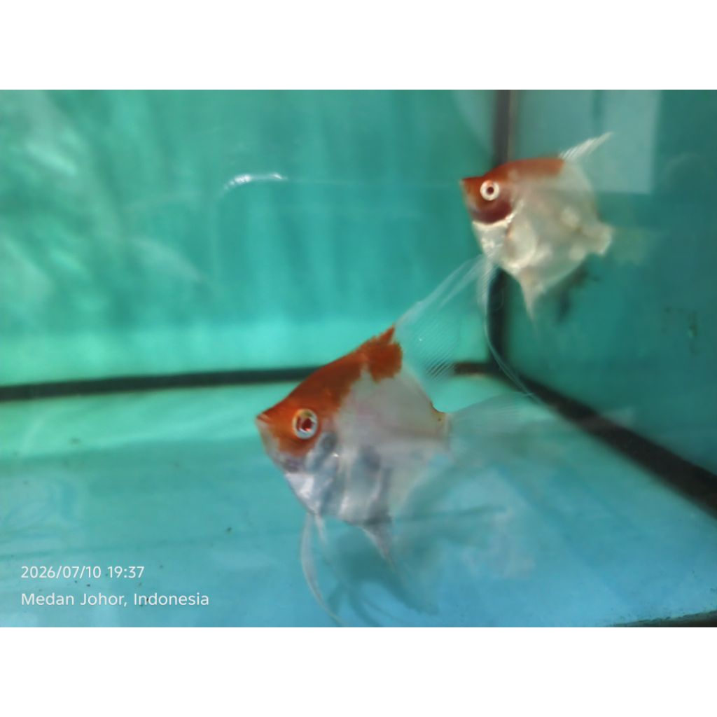 MANFISH RED CAP ALBINO SIZE 6Cm TOP GRADE