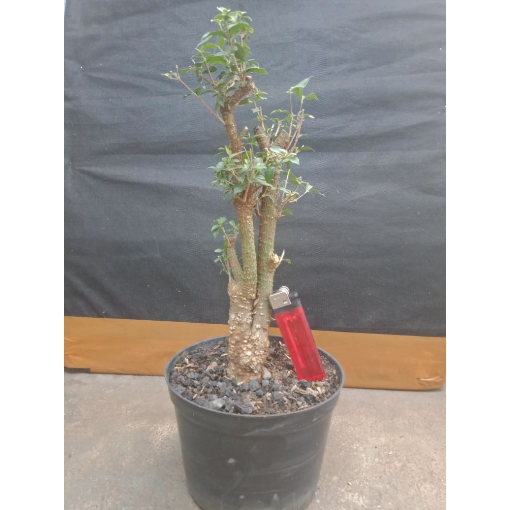 Bonggol sakura mikro karakter bagus bahan bonsai