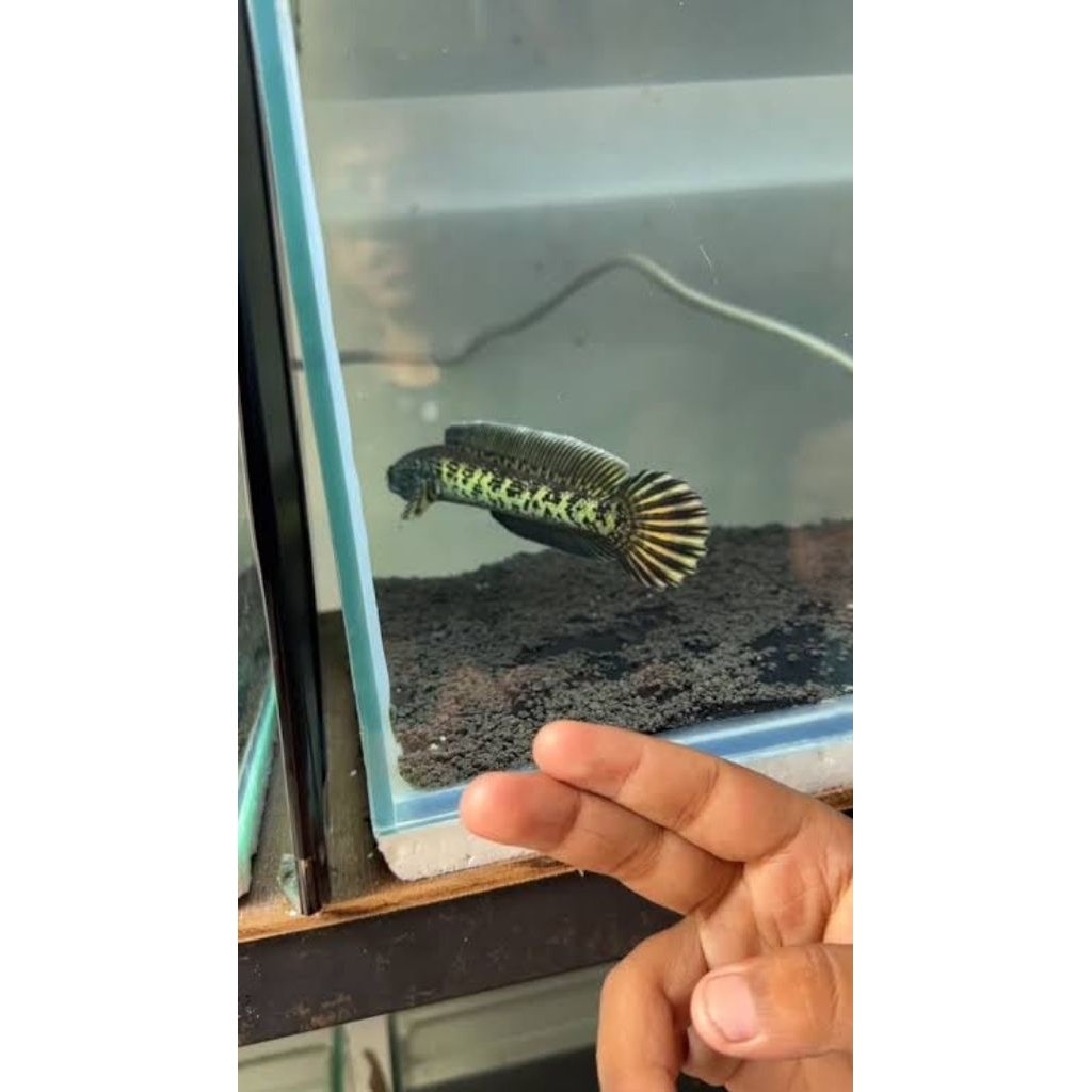 Stock Auranti 15-17cm