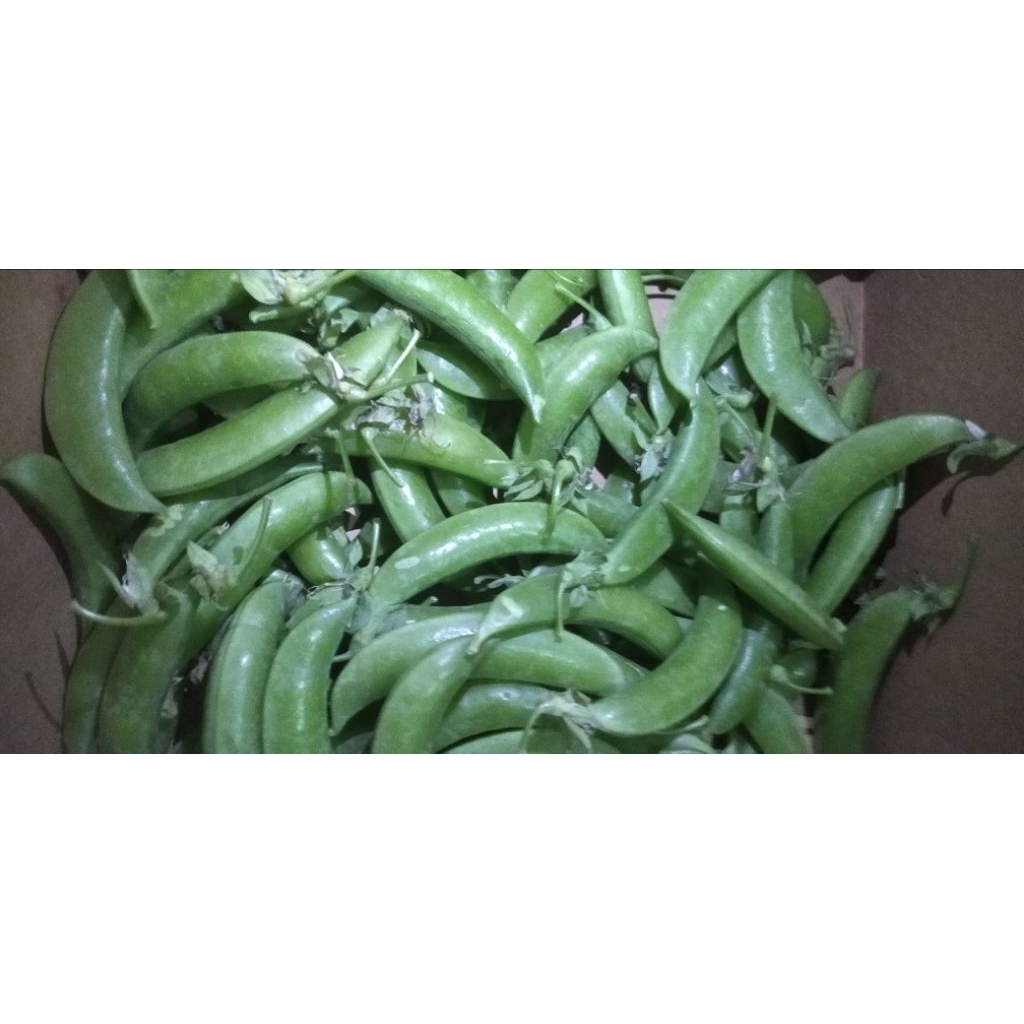 SAYUR KACANGPOLONG / ARCIS / ERCIS / KAPRI SEGAR