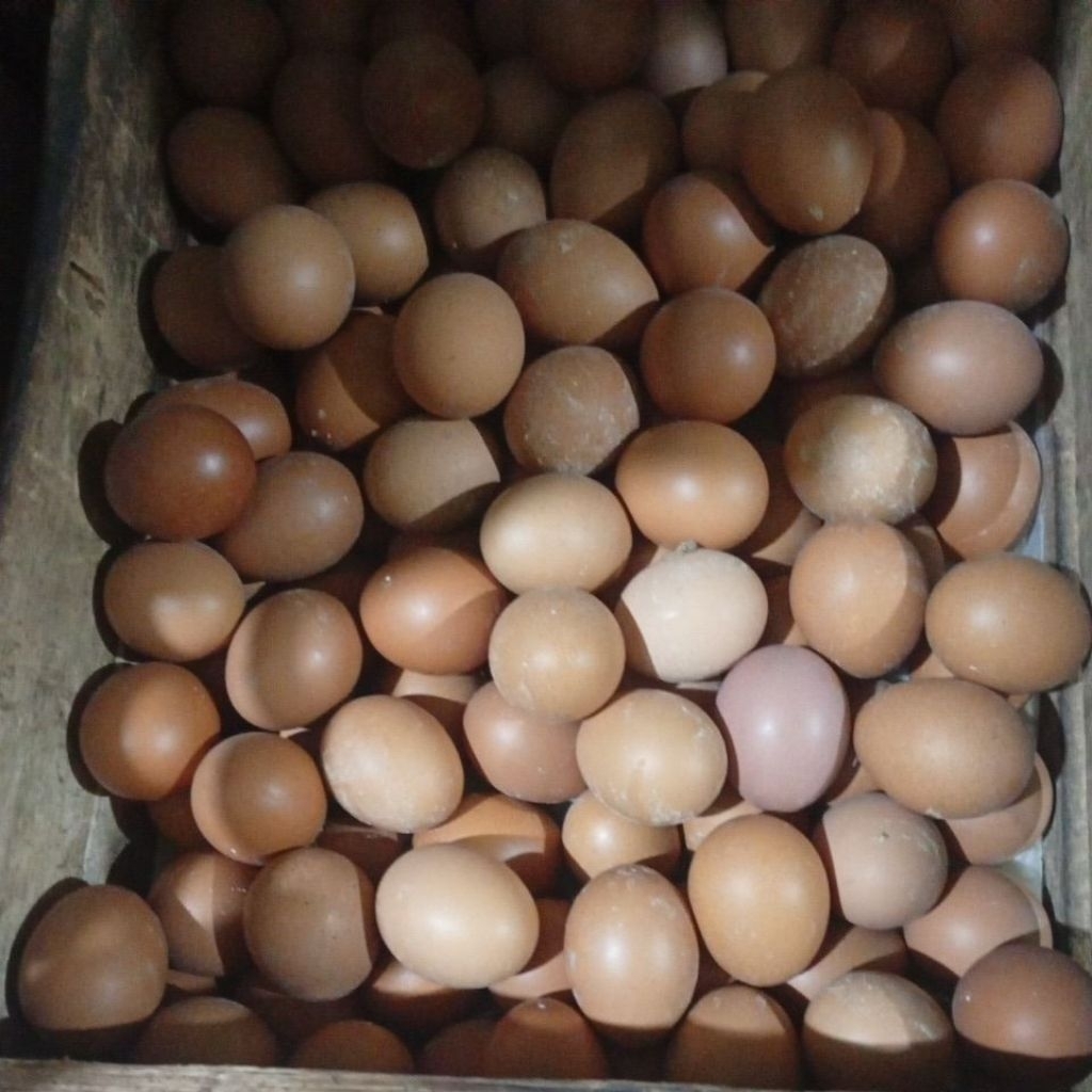 telur ayam negri per 1 kg