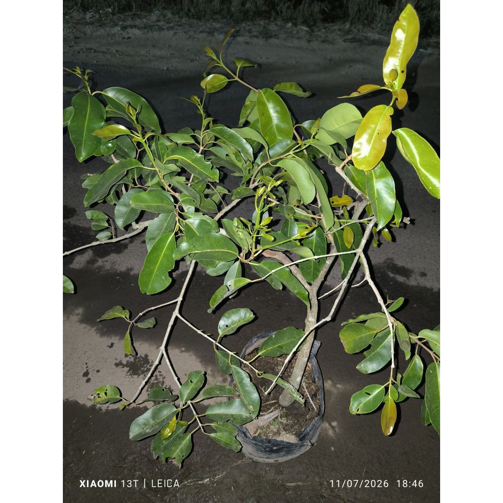 bibit Duwet/Jamblang putih pendek rimbun (spek bonsai)