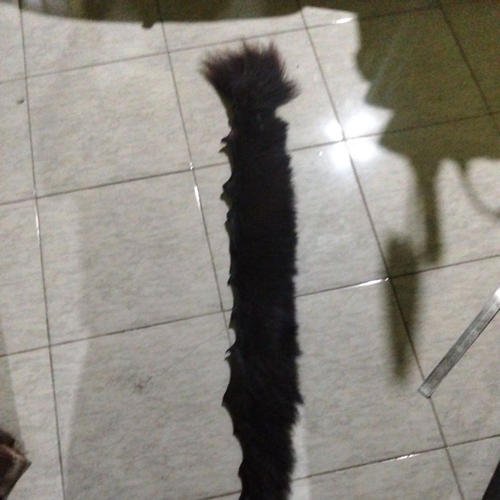 suri kuda asli 16 cm