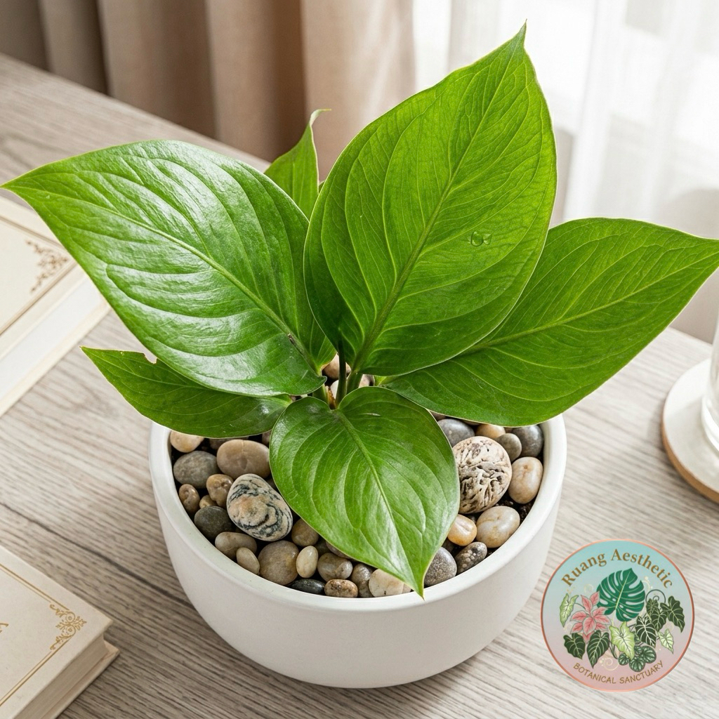 Tanaman hias anthurium cobra - anthurium cobra catalog