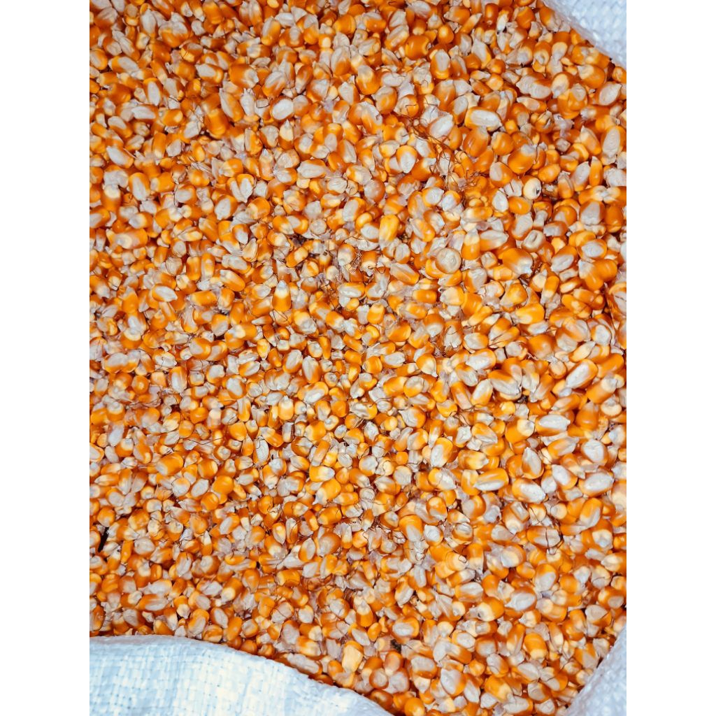 JAGUNG KERING PIPIL