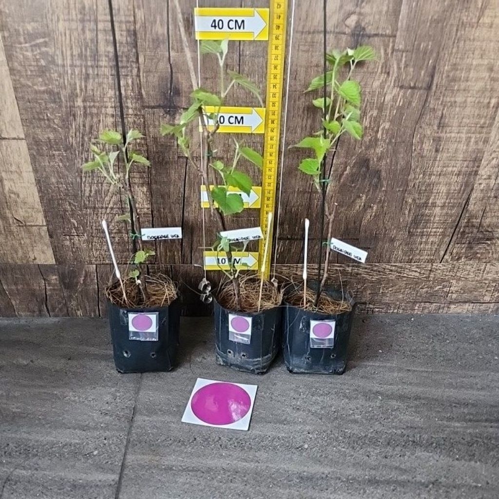 Dogridge usa Rootstock / batang bawah anggur sesuai foto/video