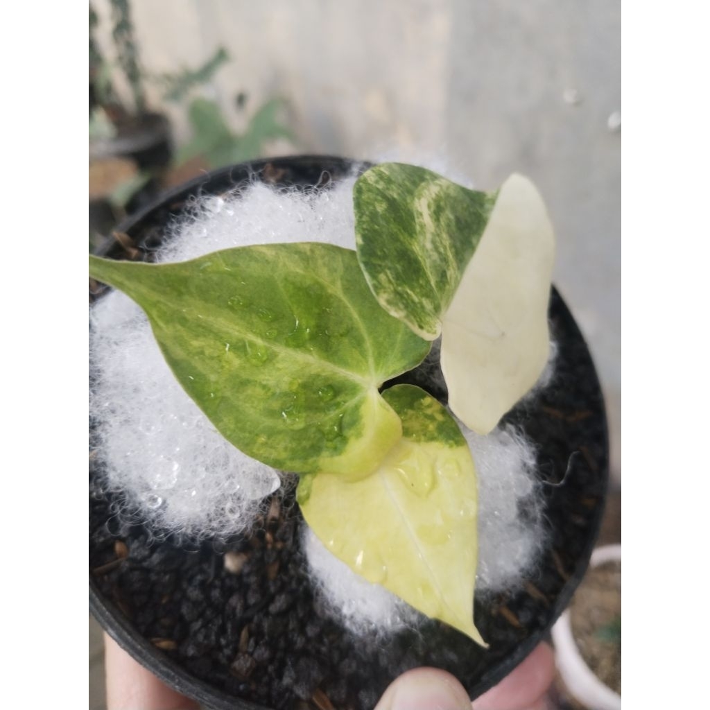anthurium clarinervium varigata mewah