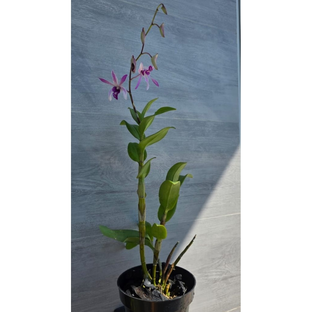Anggrek Dendrobium Caesar Warawan