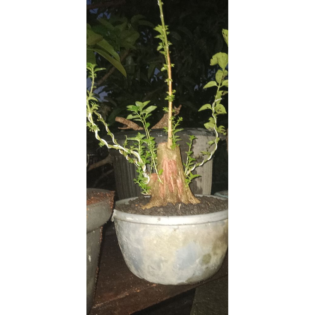 Bonsai sancang tinggal nerusin saja, LB lumayan , sudah selesai program akar