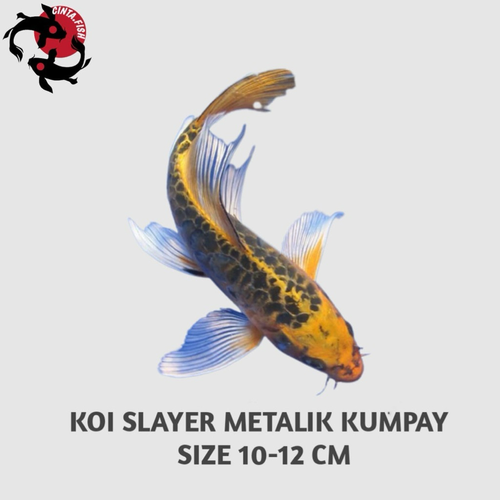 KOI SLAYER METALIK KUMPAY
