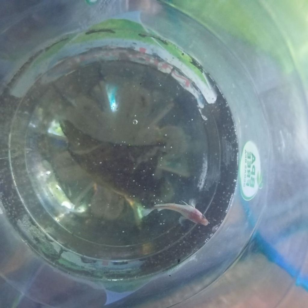 BABY HMPK NEMO