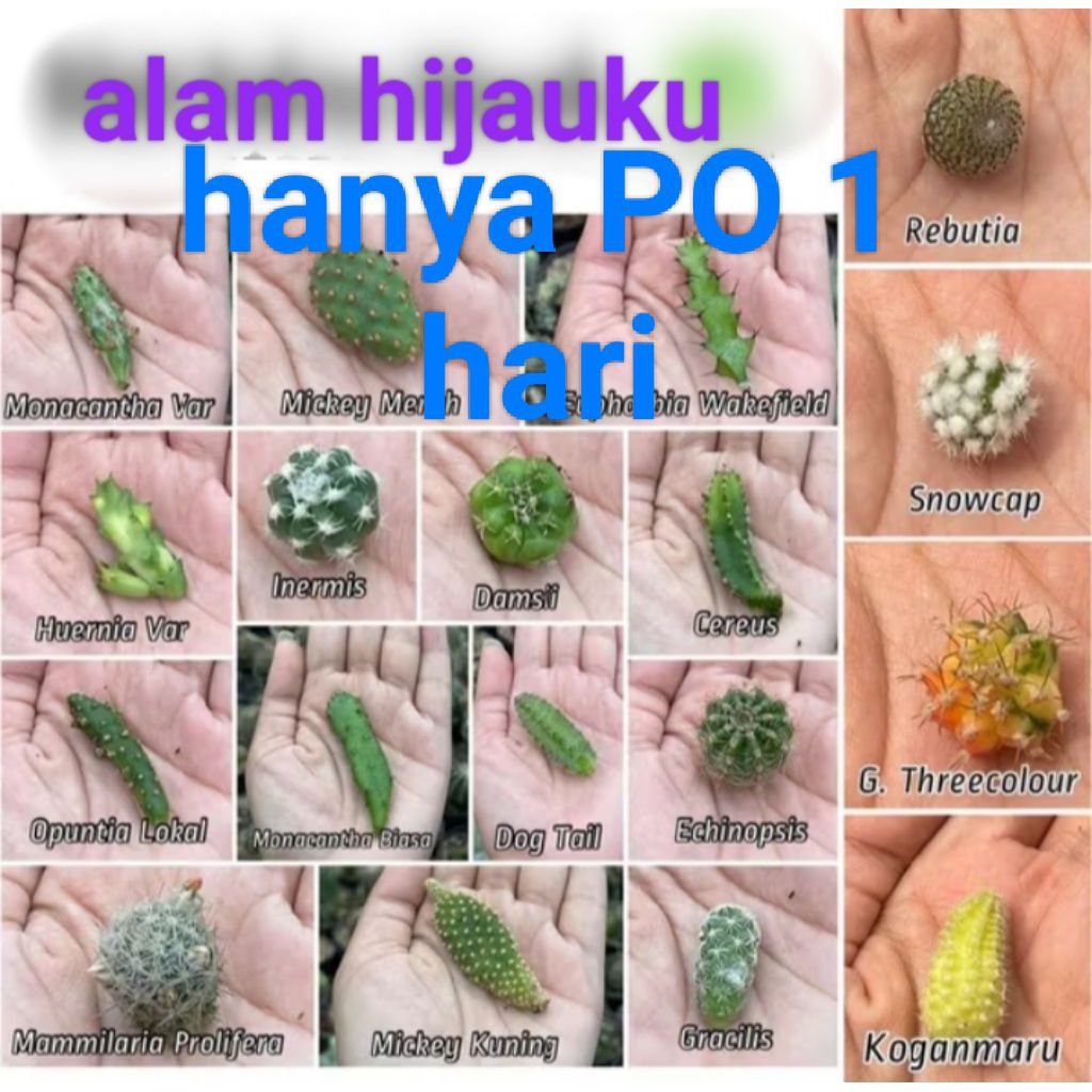 kaktus mini potelan terlengkap bebas pilih