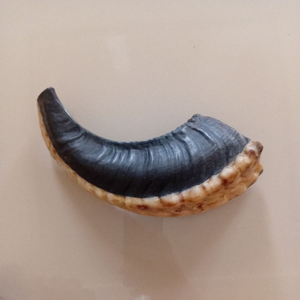 shofar 11,5 inch