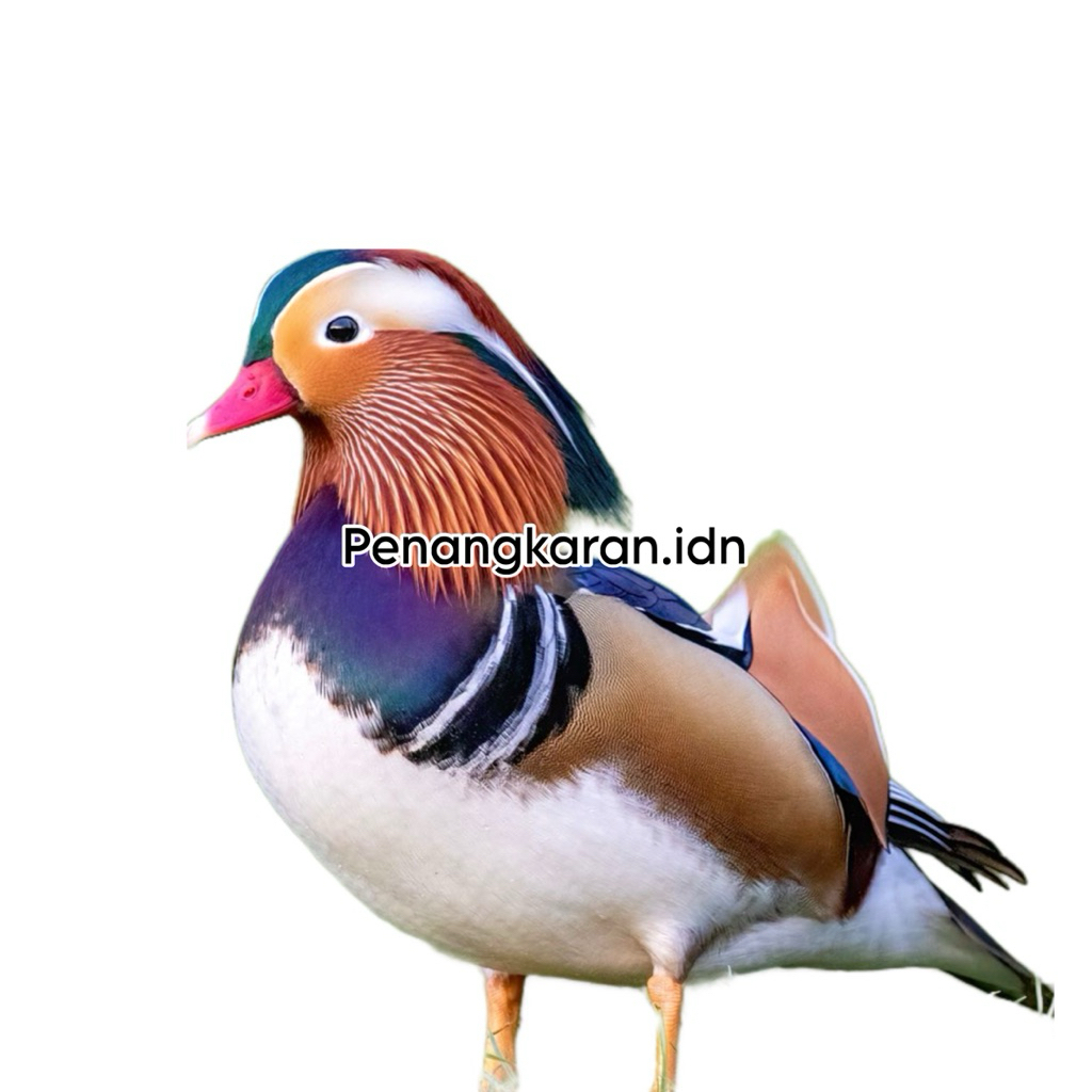telur fertil fresh bebek hias Mandarin Untuk ditetaskan kualitas terjamin fresh