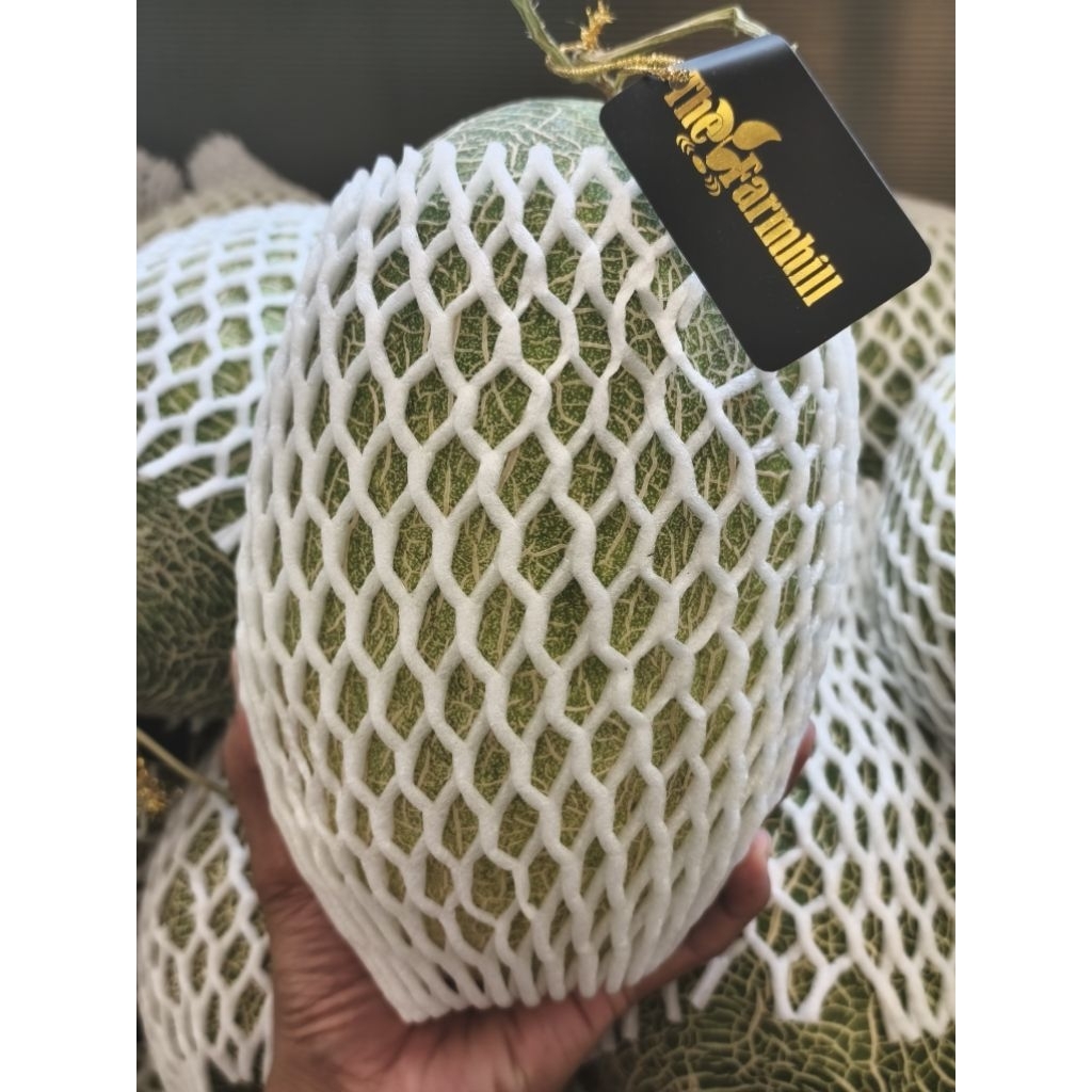 melon midori hidroponik lebih manis pics