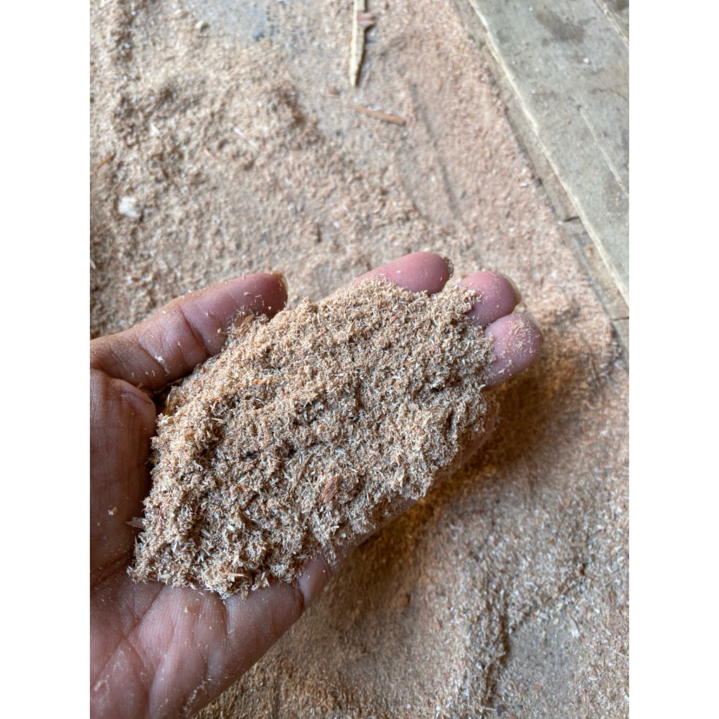tai gergaji/ grajen harga per kilo murah