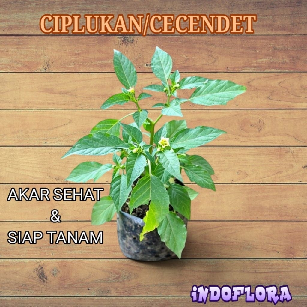 Tanaman Ciplukan Cecendet Herbal