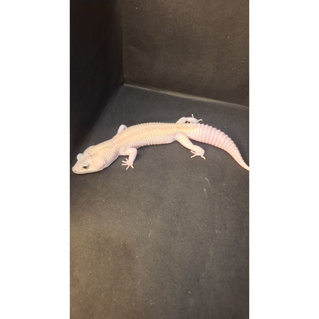 Leopard Gecko Female - Tug Snow Eclipse ph Bell Poss WY - Usia Dewasa Adult Betina Sehat Mulus HG050