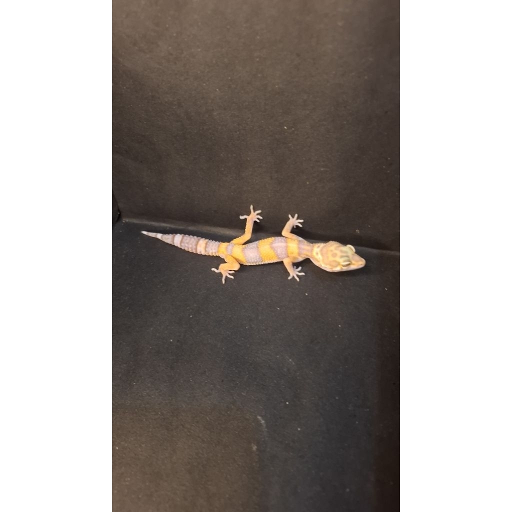 Leopard Gecko Male - Tremper Lavender ph Eclipse - Usia Juve Jantan Sehat Mulus HG054
