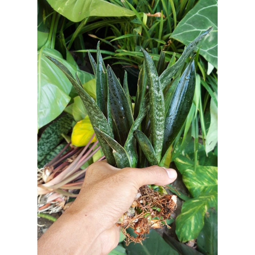 Sansevieria/Lidah Mertua Brazillian Black