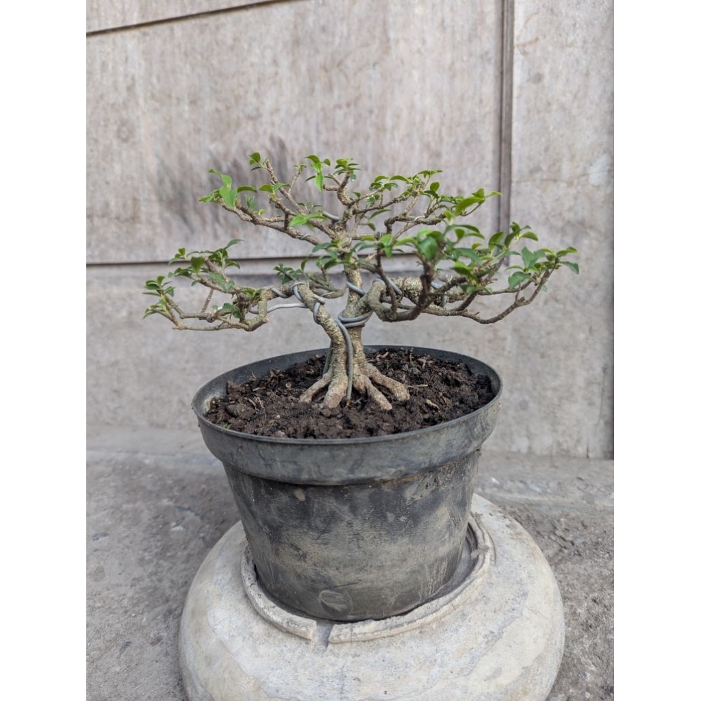bonsai sakura mikro